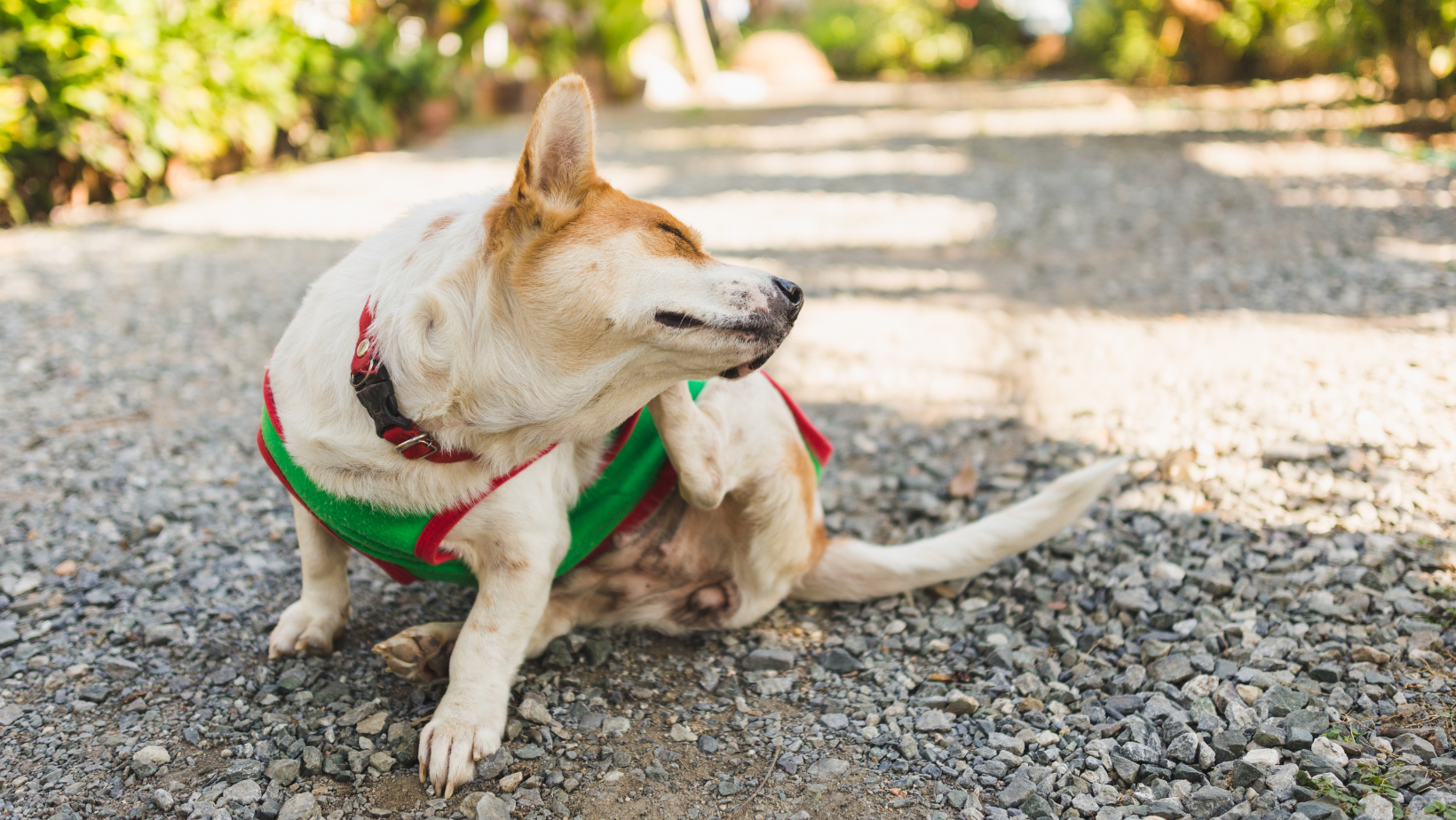 itchy dog web image